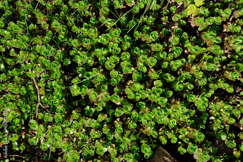 close-up of a green bush with leaves