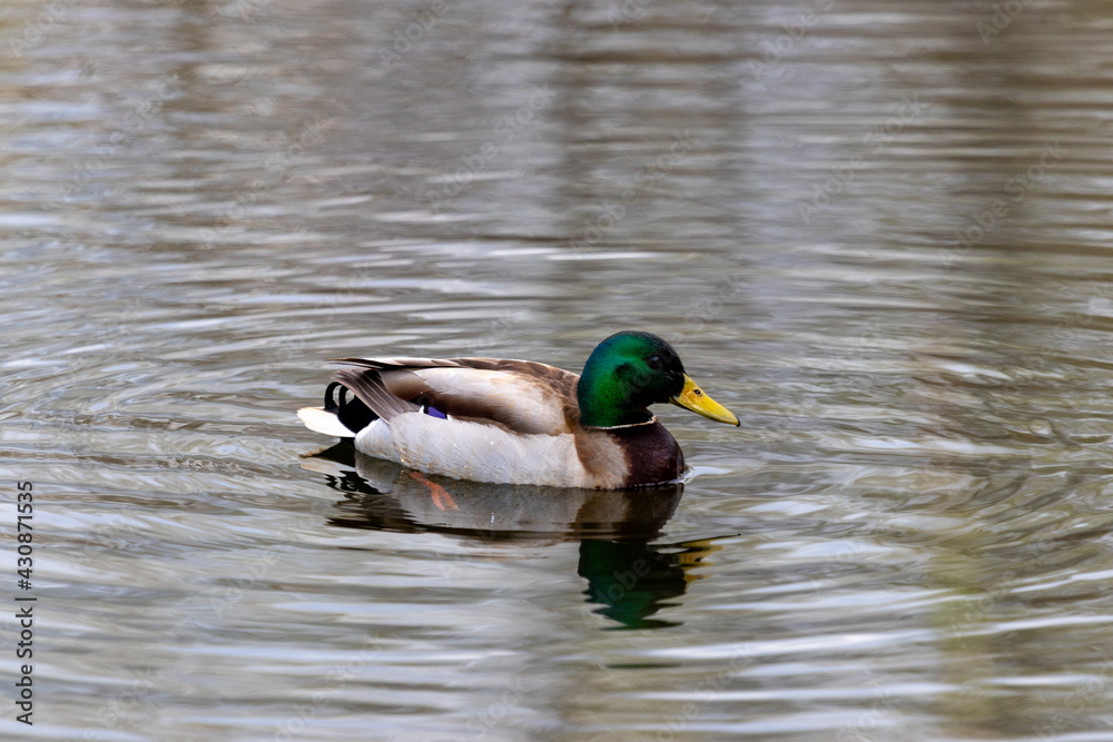 Obraz premium duck on the water
