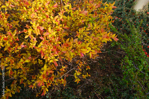 barberry bush with yellow leaves