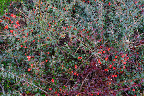 green bush with red berries
