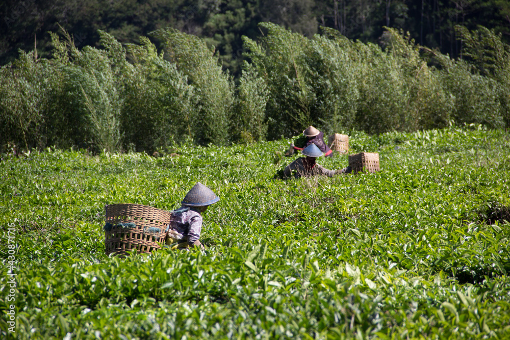 People were picking tea leaves at a tea plantation. Location in Kebun