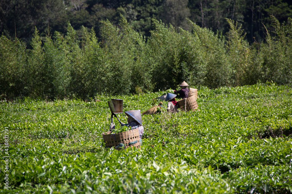 People were picking tea leaves at a tea plantation. Location in Kebun Teh Tambi Dieng Wonosobo Indonesia, the biggest tea plantation in Central Java People were picking tea leaves at a tea plantation. Location in Kebun Teh Tambi Dieng Wonosobo Indonesia, the biggest tea plantation in Central Java