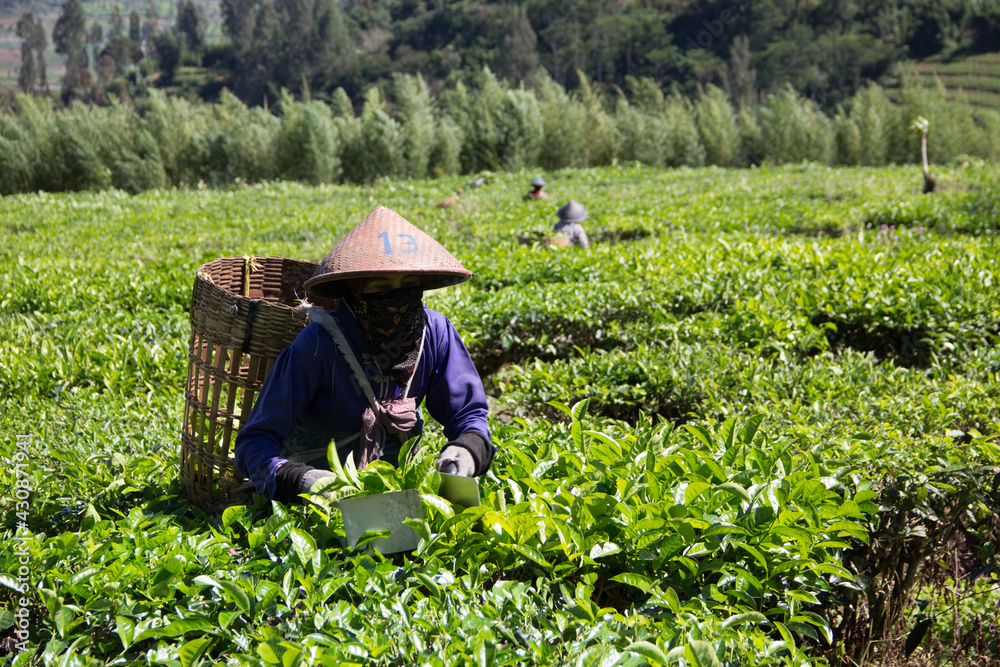 People were picking tea leaves at a tea plantation. Location in Kebun ...