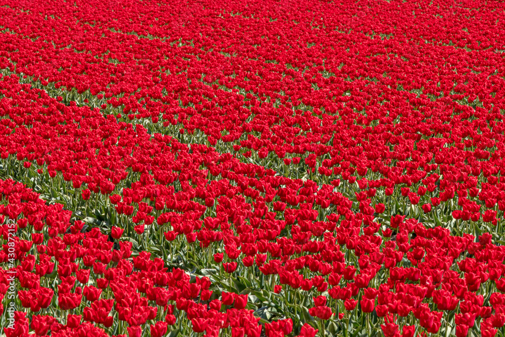 red tulips in the field