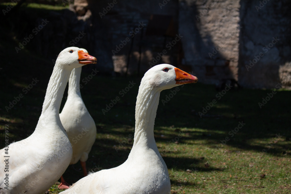 White-feathered animals called geese. Animals in their natural habitat. White-feathered animals called geese. Animals in their natural habitat.