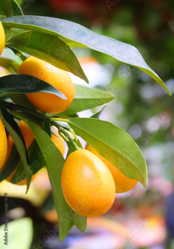 Indoor kumquat citrus fruits on a branch in a greenhouse, macro photography, selective focus, vertical orientation. photo