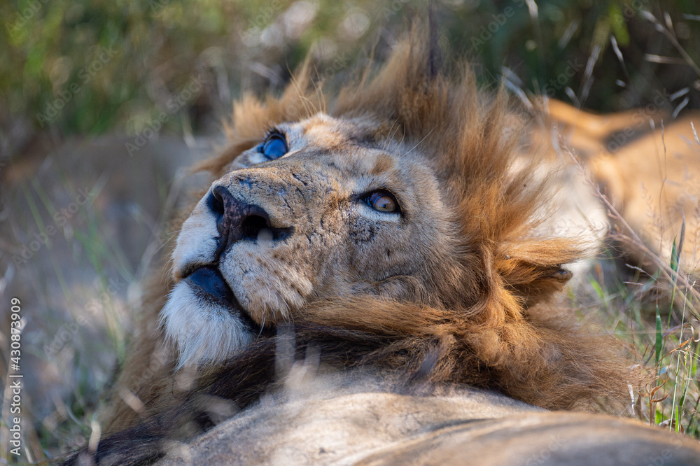 Naklejka premium Large male lion seen on a safari in South Africa