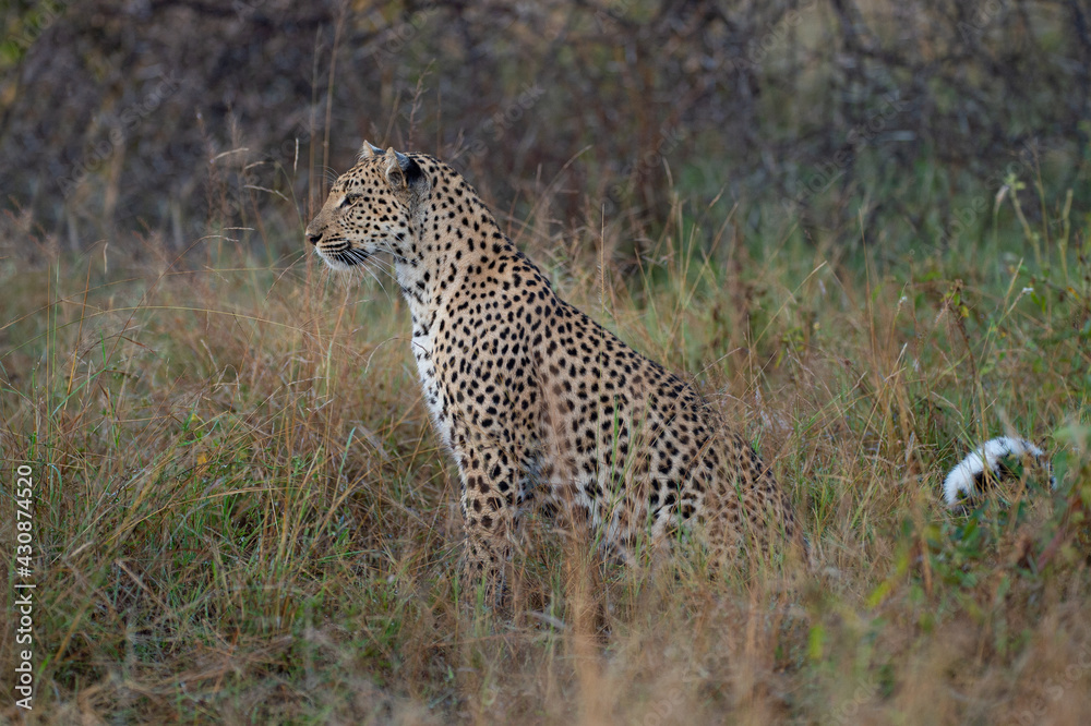 Female Leopard seen on a safari in South Africa Female Leopard seen on a safari in South Africa