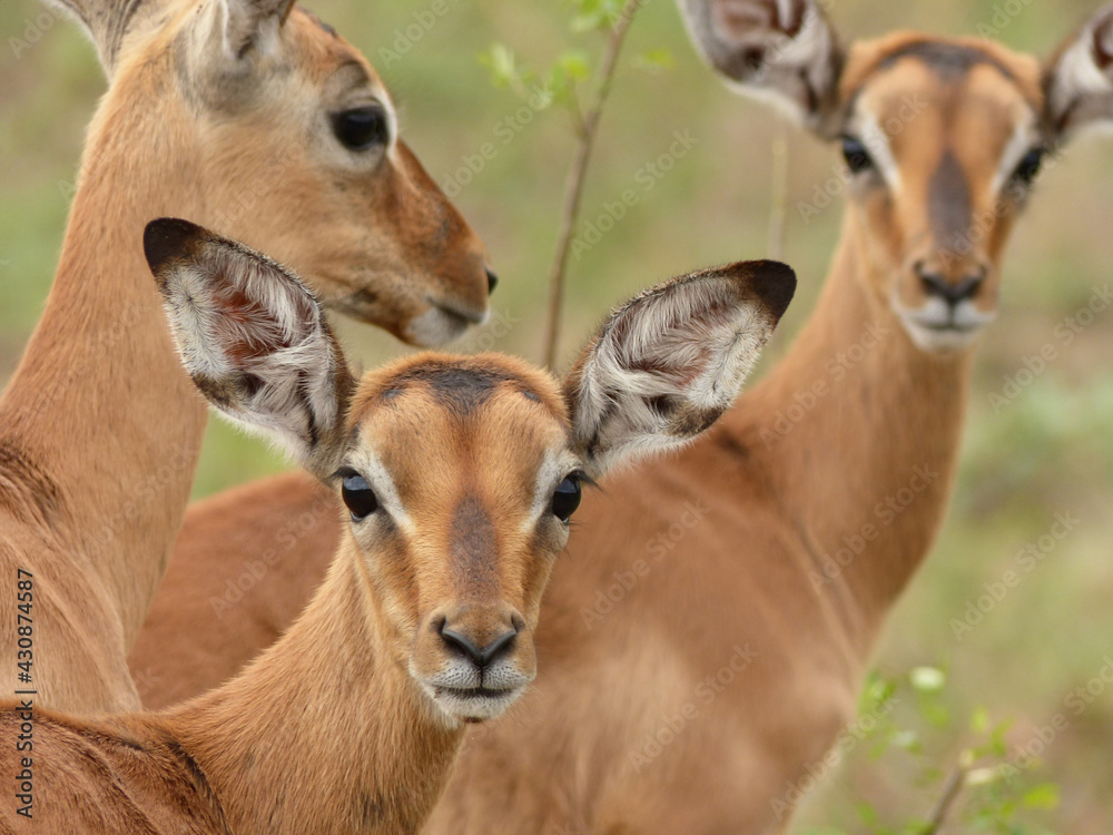 Close up portrait front view of three impalas in the savanna with selective focus Close up portrait front view of three impalas in the savanna with selective focus