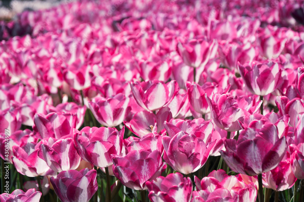 Pink striped tulips from tulip festival