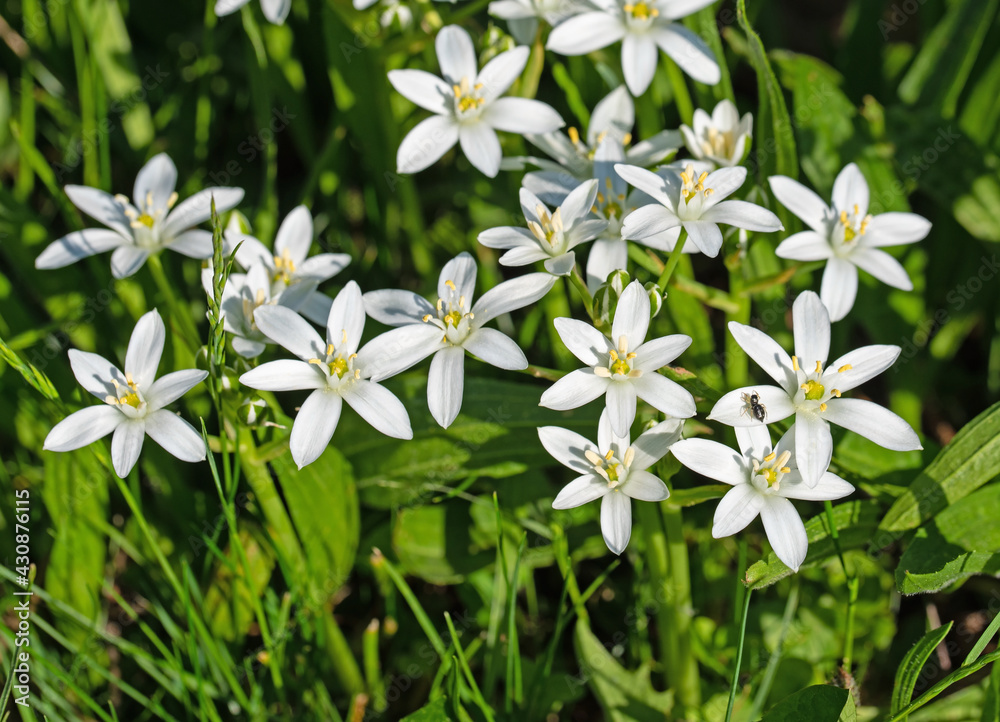 Blühende Milchsterne, Ornithogalum, im Frühling Blühende Milchsterne, Ornithogalum, im Frühling
