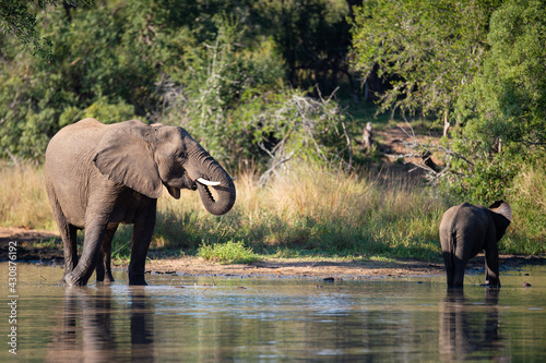 Elephants having a drink on a safari in South Africa