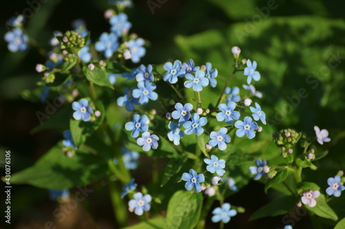 small five-petalled blue flowers