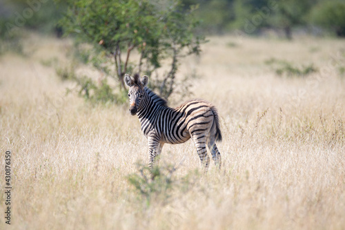 Southern Plains Zebra seen on a safari in South Africa