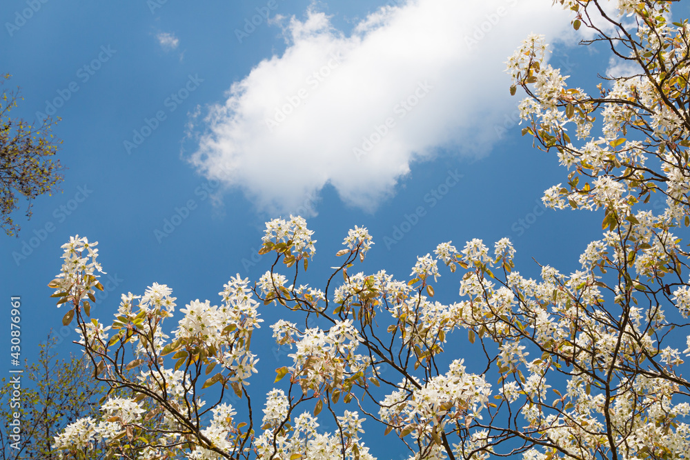snowy mespilus branches, blooming in spring, blue sky background