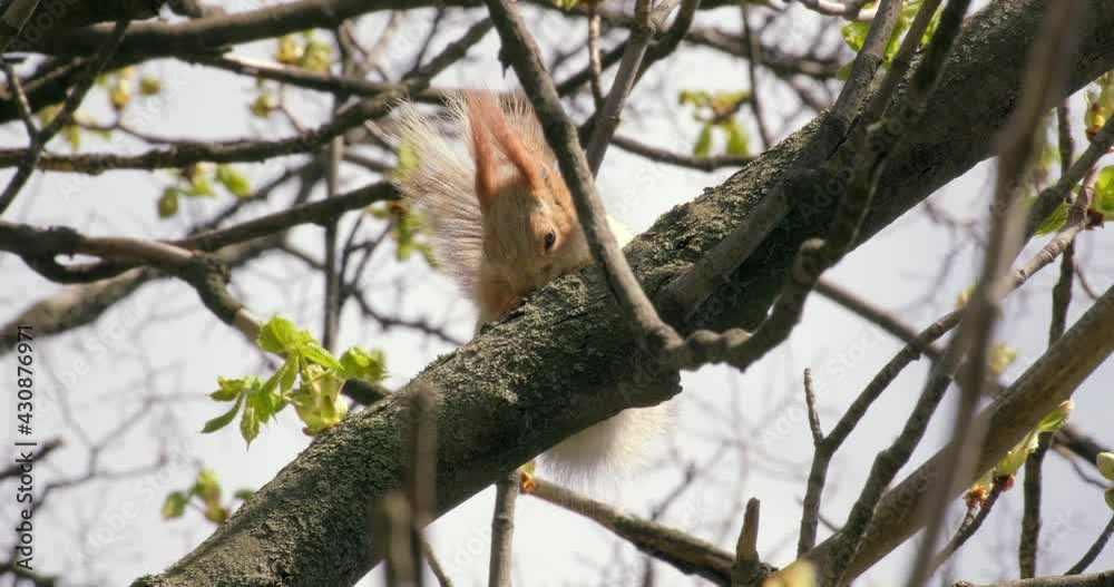 Red Squirrel sitting on branch and eating a nut on a tree in forest. Fluffy cute rodent. Sciurus Vulgaris. Wild animals in nature. Wildlife, macro, close up Red Squirrel sitting on branch and eating a nut on a tree in forest. Fluffy cute rodent. Sciurus Vulgaris. Wild animals in nature. Wildlife, macro, close up