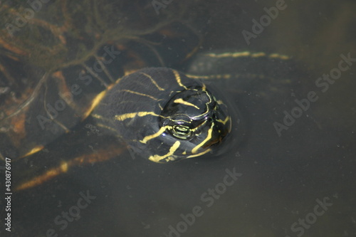 Turtle With only Head out of Water in the Everglades