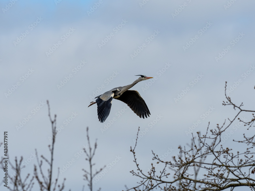 Obraz premium Heron Flying