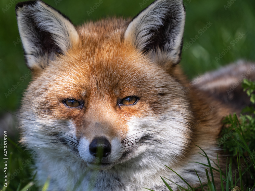 Fototapeta premium Red Fox Close-up in a Meadow