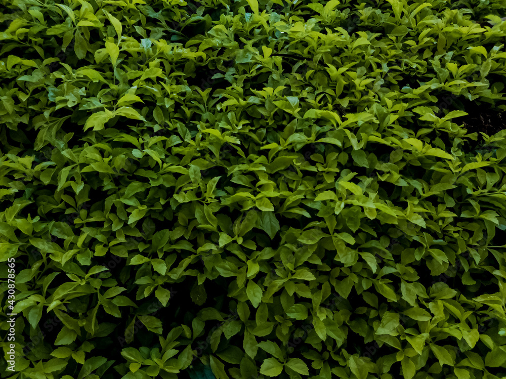 Hojas verdes Hojas verdes