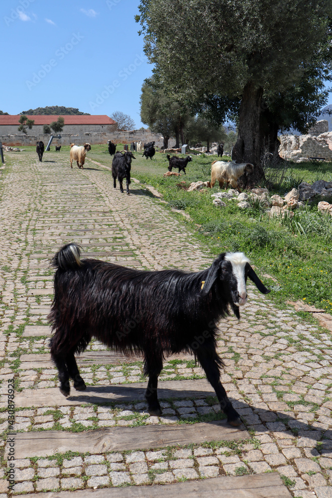 colorful goats walk among the ruins of ancient lycian town Andriake in Turkey colorful goats walk among the ruins of ancient lycian town Andriake in Turkey