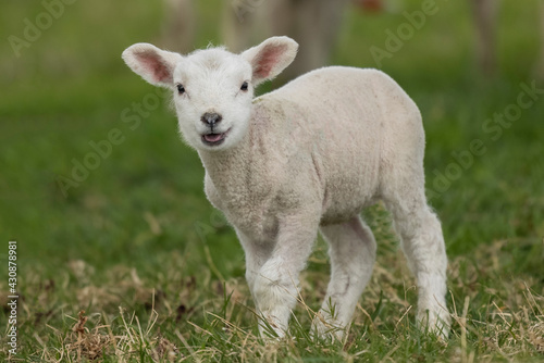 Cute lamb in the field, Scotland