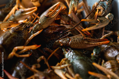 fresh raw crayfish in a bowl before cooking, close up. Healthy seafood. Selective focus