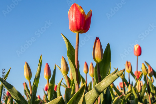 Tulips in the Netherlands photo