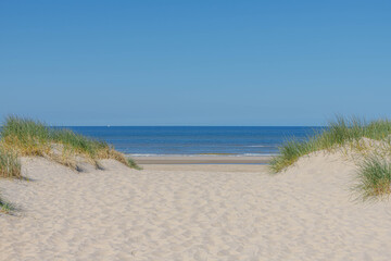 Foto auf Acrylglas Nordsee Blick auf den Strand vom Pfad Sand zwischen den Dünen an der holländischen Nordseeküste mit europäischem Strandhafer (Strandgras) entlang des Deiches unter blauem, klarem Himmel, Noord Holland, Niederlande.  © Sarawut