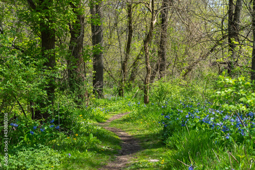 Fototapeta Naklejka Na Ścianę i Meble -  Hiking Trail.