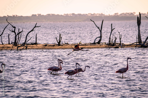 Cordoba Mar Chiquita Argentina Lagoon and Flamingos photo