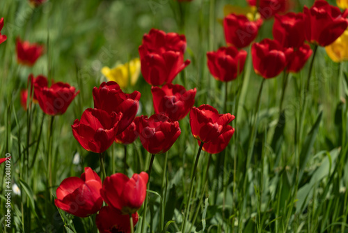 Tulips in Park at Spring © Jrgen