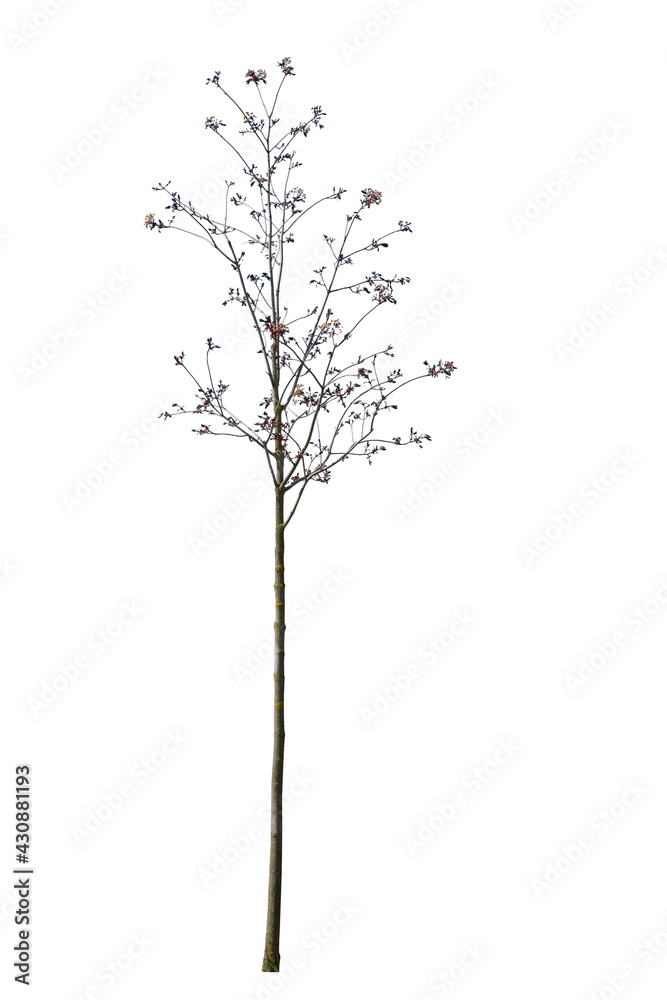 Spring tree with thin trunk isolated on white backgorund Spring tree with thin trunk isolated on white backgorund