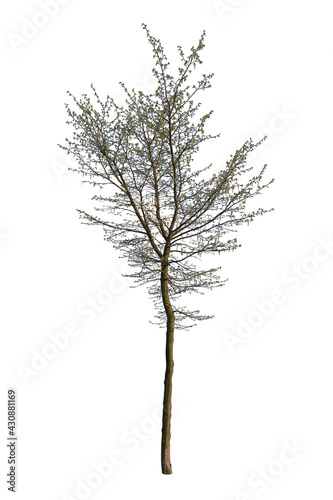 Red alder tree, isolated on white background