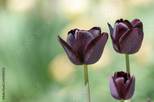 Tulips in Park at Spring
