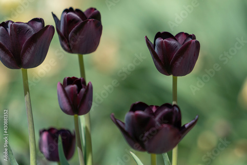 Tulips in Park at Spring
