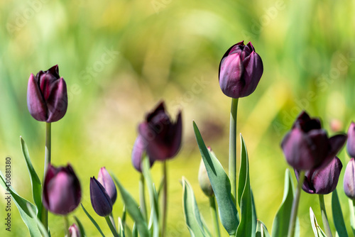 Tulips in Park at Spring
