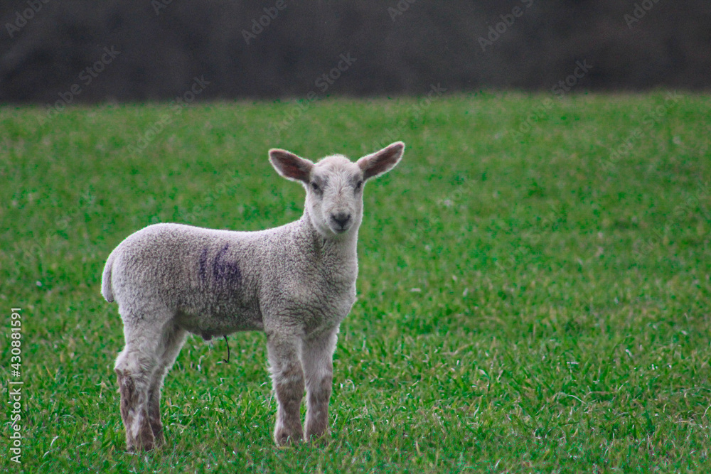 lamb on a meadow