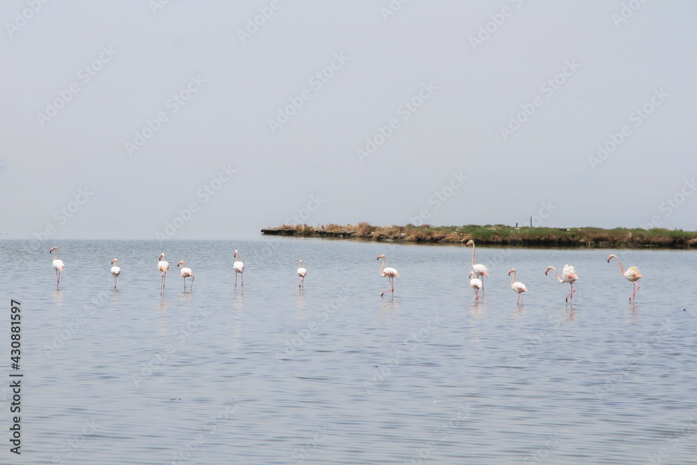 flamingos in pond