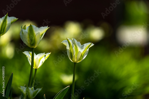 Tulips in Park at Spring