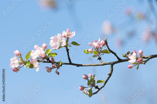 Blossoms on a tree in the park