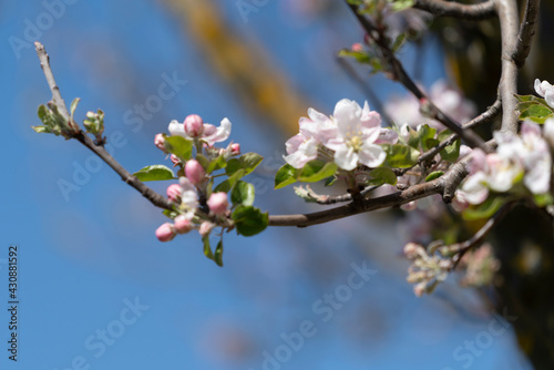Blossoms on a tree in the park