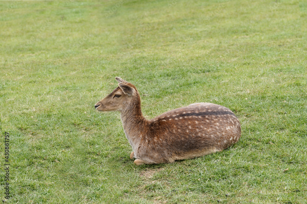 Side view of a cute female fallow deer sitting on grass.