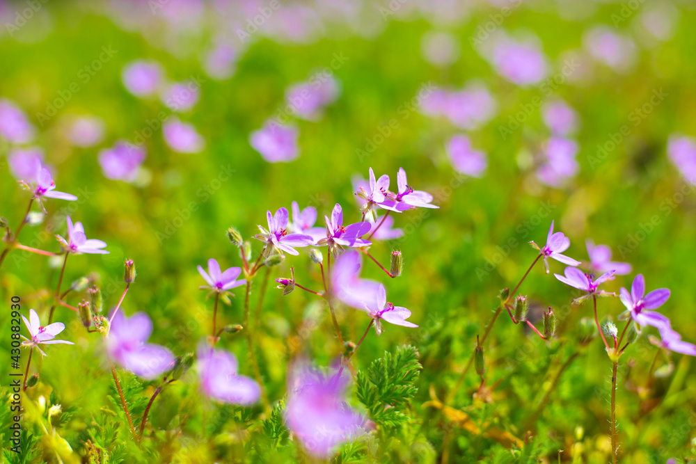 Small lilac wildflowers Common stork blooming in spring, blurred background. Wallpaper, bright flower screensaver Small lilac wildflowers Common stork blooming in spring, blurred background. Wallpaper, bright flower screensaver