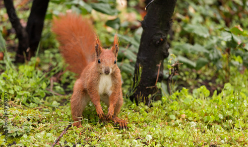 Eichhörnchen © Sven