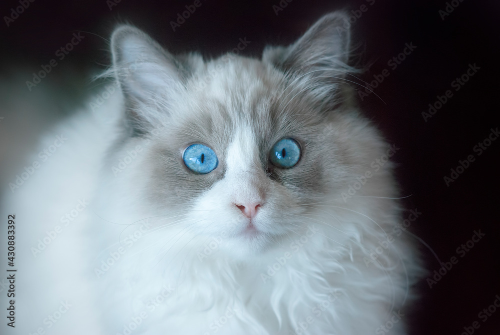 Small ragdoll kitten portrait with blue eyes. Close up. Shallow Depth of Field. SDF. 