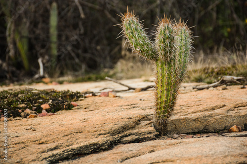 Cactus