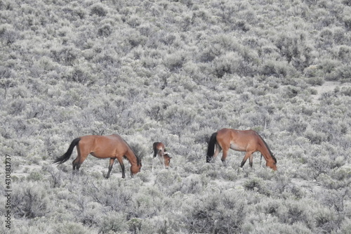 Wild horses roaming the sagebrush meadows of the Sierra Nevada Mountains, Mono County, California. 