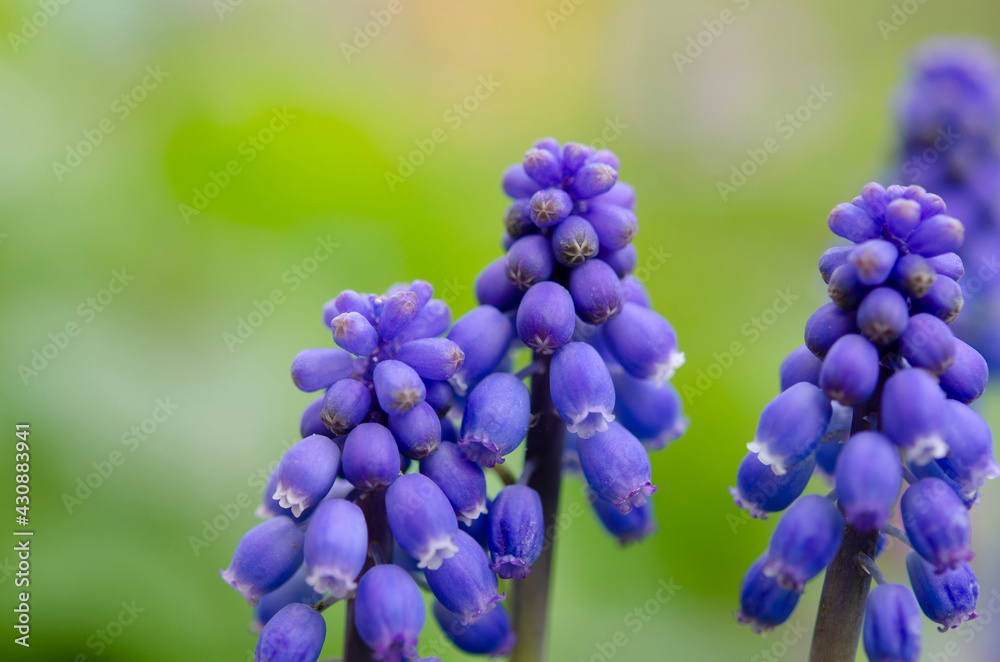 Muscari flowers ( bluebells) on green background. Flowering blue plant grape hyacinth, macro. Muscari flowers ( bluebells) on green background. Flowering blue plant grape hyacinth, macro.
