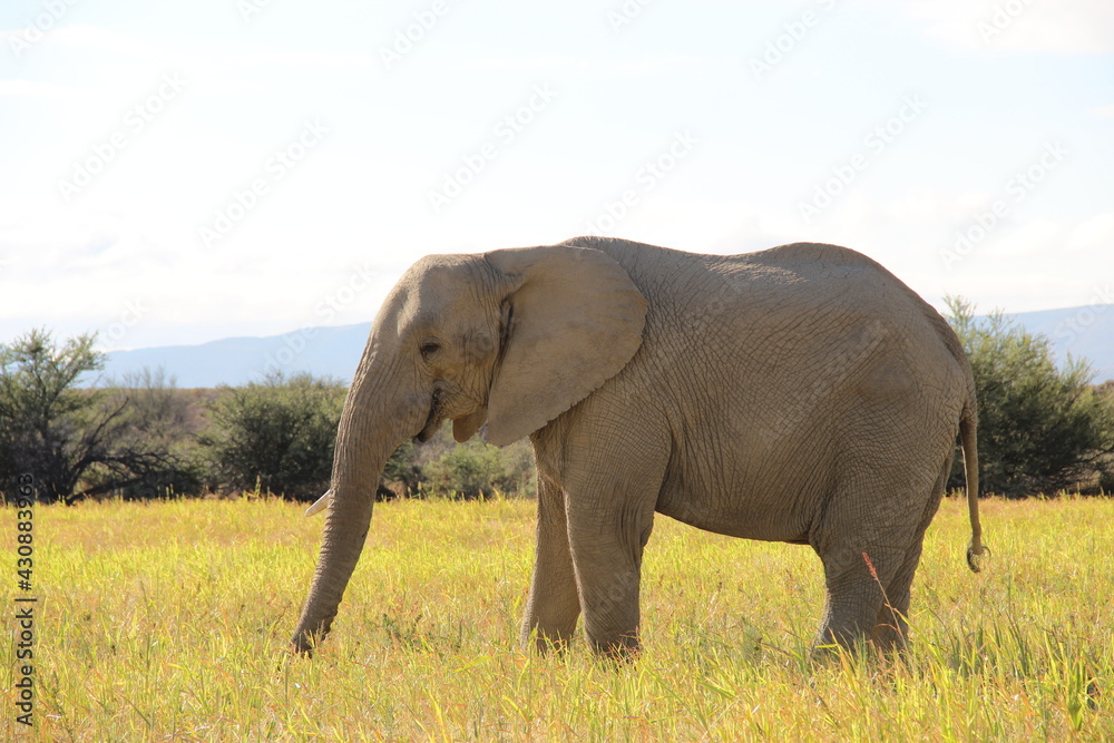 Obraz premium South Africa